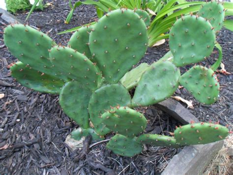 This cactus is a large prickly pear cactus and grows very quickly! 1 Live PRICKLY PEAR Opuntia spp. Cactus Pad