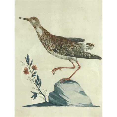 Late 18th Century Calidris Gambetta Bird Print By Saverio Manetti