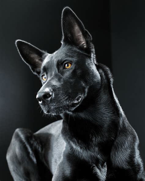 Dog Photo Black Petswall