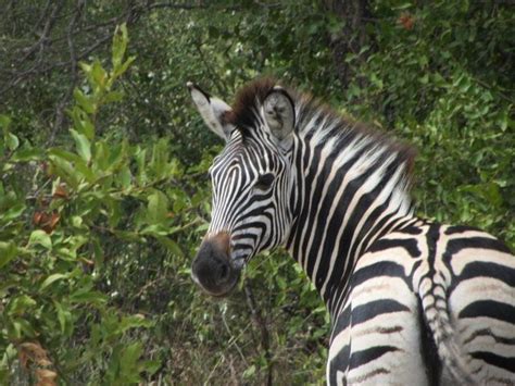 Yeah These Stripes Are Real Zebra At A Private Reserve In Kruger