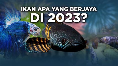 TREN IKAN HIAS TAHUN 2023 AKAN ADA KEJUTAN YouTube