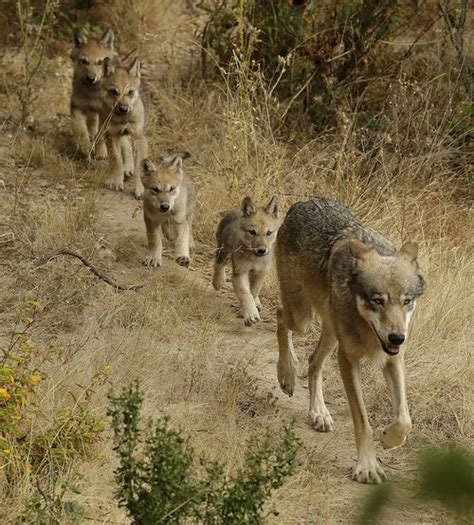 Researchers Identify New Pack Of Endangered Gray Wolves In California