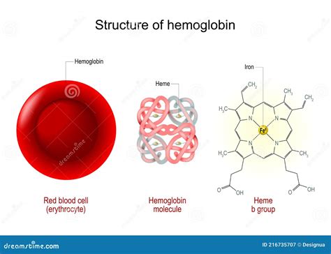 Hemoglobin Myoglobin Structure Red Blood Cell Molecule Molecule My