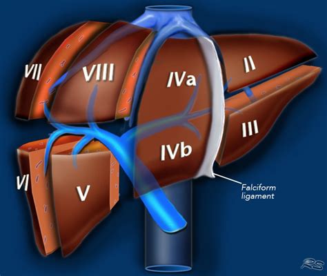I'll just isolate it and i'll what i'm going to do is show you a diagram to make this a bit clearer than my silly scriblings. Segmental Anatomy Of Liver - Anatomy Drawing Diagram