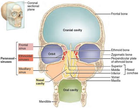 Nasal Cavity Labeled Diagram Head And Neck Cancers Overview Cancer Council Victoria The