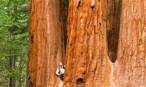 Once They Re Gone They Re Gone The Fight To Save The Giant Sequoia