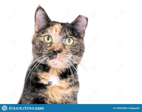 A Tortoiseshell Tabby Shorthair Cat With Its Ear Tipped Stock Image