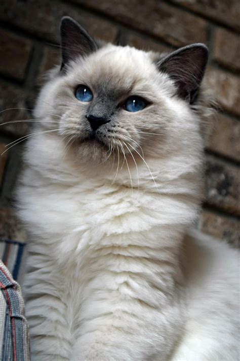 Blue Point Ragdoll Ohemgee Spider Ohemgee Cats Cat Fluffycat