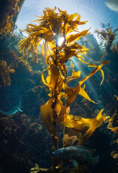 A Light Snack In Our Kelp Forest Exhibit ☀️🌿 Our G Tumbex