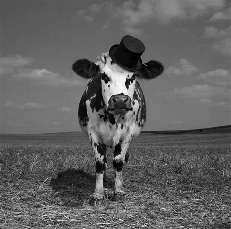 hermione the very stylish cow photo by jean baptiste mondino made originally for the hudson