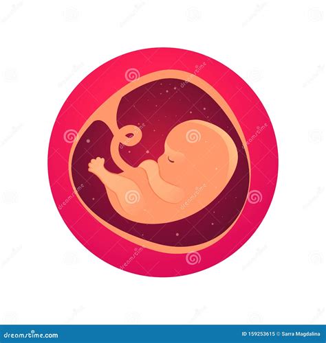 Embryo The First Month Of Pregnancy Stock Vector Illustration Of