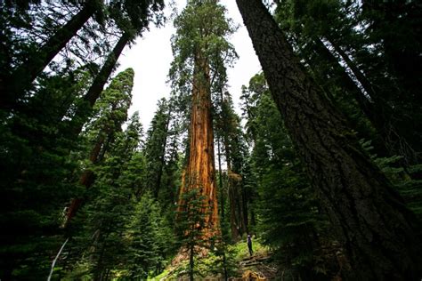 In Fall Experience The Awe And Adventure In Sequoia And Kings Canyon National Parks Los