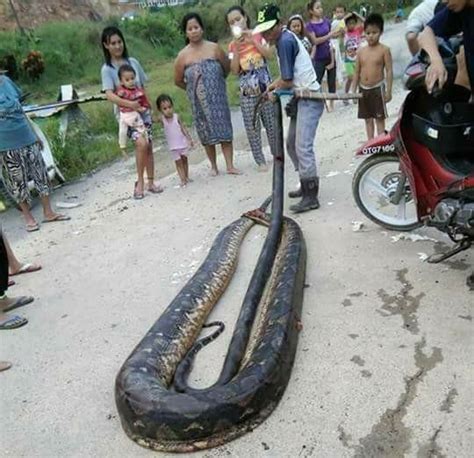A 20 Foot Female Python Mating With A Tiny Male Was Killed During Sex To Be Cooked By Villagers