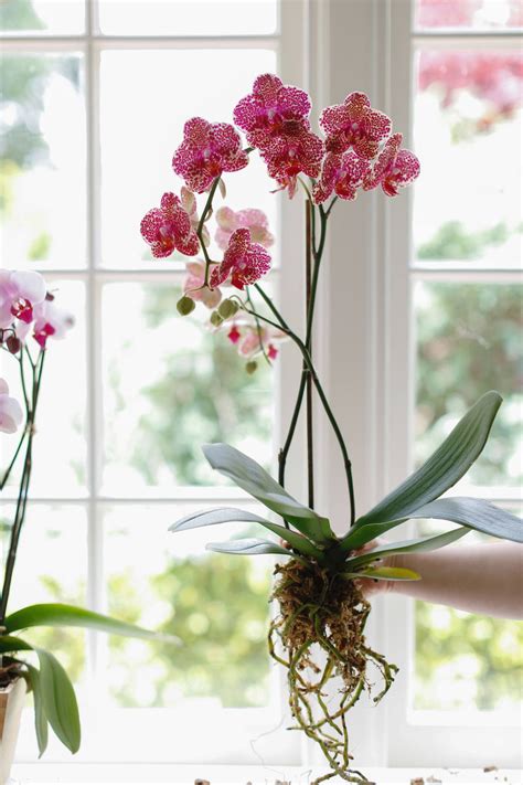 10 Things Nobody Tells You About Orchids Gardenista Repotting