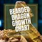 Growth Chart Bearded Dragon