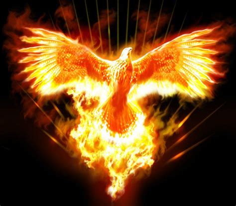 Fire Eagle Wallpapers Top Free Fire Eagle Backgrounds Wallpaperaccess