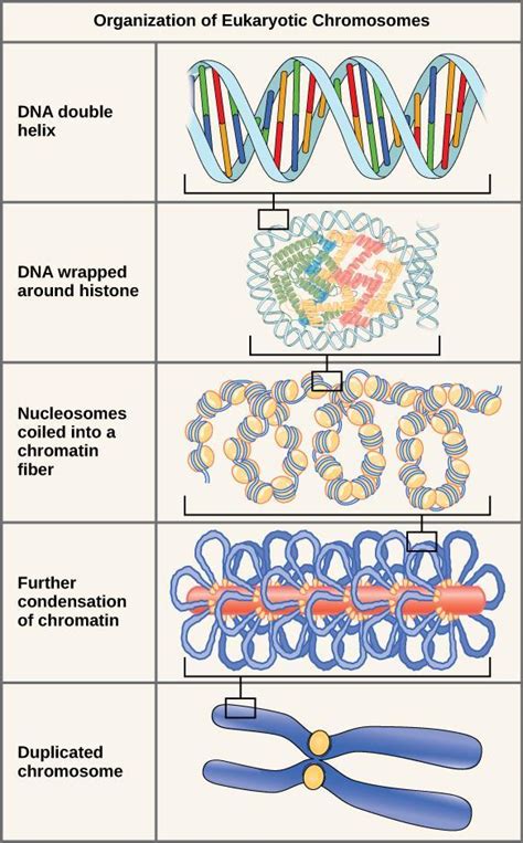 Chapter 2 DNA Packaging And Chromosomes In Fundamentals Of Cell