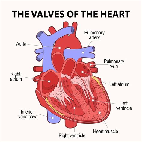 Human Heart Cross Section Descriptive Scheme 2878414 Vector Art At