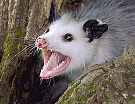 14 Things You Dont Know About The Opossum