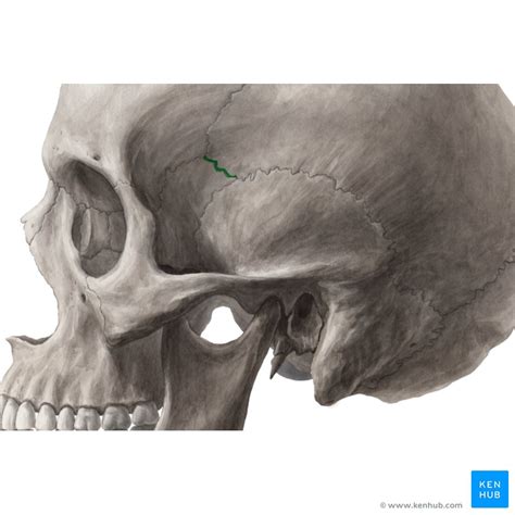 Calvaria Anatomy Bones And Sutures Kenhub