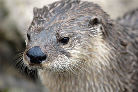The Northern River Otter Lutra Canadensis