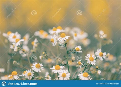 Chamomile Field Flowers Stock Image Image Of Grass 140951415