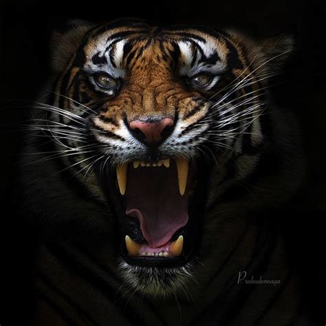 The 25 Best Angry Tiger Ideas On Pinterest Tigers