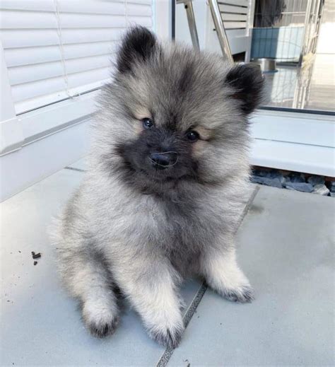 The Keeshond Meet The Ancient Dutch Barge Dog Of Your Dreams K9 Web