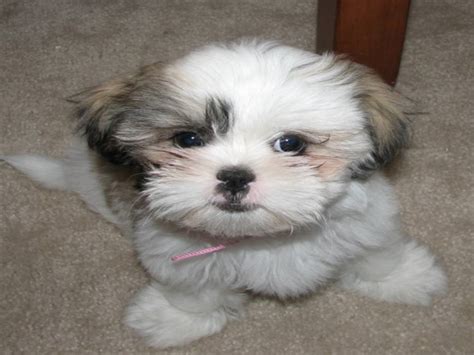 Shih tzu puppies are terrific. Lovely Pets: Shih Tzu Puppies