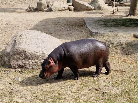 Baby Common Hippo Savanna Zoochat