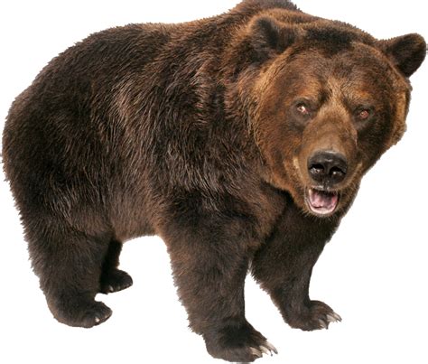 Grizzly Bear Standing PNG Image - PurePNG | Free transparent CC0 PNG png image