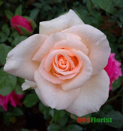 Bunga mawar kuning melambangkan keindahan, kehangatan hati, persahabatan sejati dan hati yang tulus. Paling Populer 12+ Gambar Bunga Mawar Dan Potnya - Gambar ...