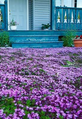 When you follow instead of flowers, you'll get access to exclusive messages from the artist and comments from fans. Low-Maintenance Lawn Alternatives | Organic Lawn Care 101