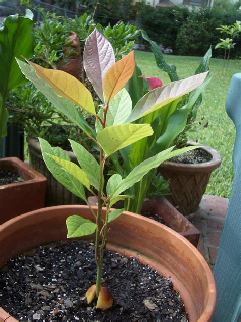 They aren't used to surviving on a wildlife diet and you have to how long can a cat survive without food? Best Real Indoor Trees - Simplemost