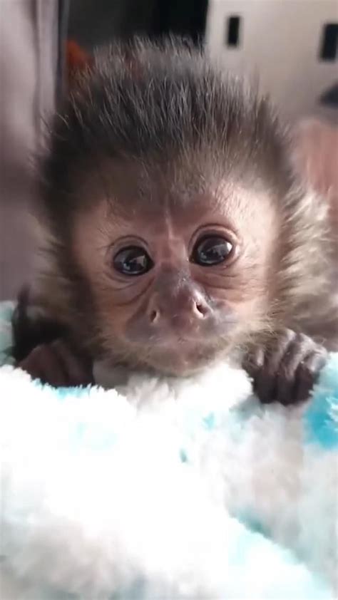 Baby Monkey Pinterest