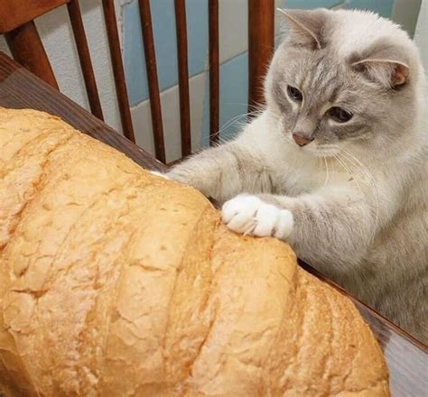 Sad Cat Cant Eat Bread Sadcats