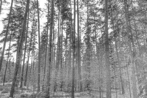 Winter Snowy Forest Black And White Photo Stock Image Image Of
