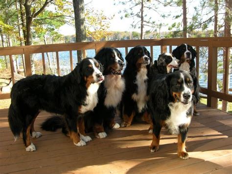 33 Bernese Mountain Dog Montana Rescue Pic Bleumoonproductions