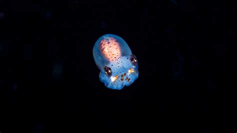Glowing Bacterium The Secret Of The Glowing Bobtail Squids Cgtn