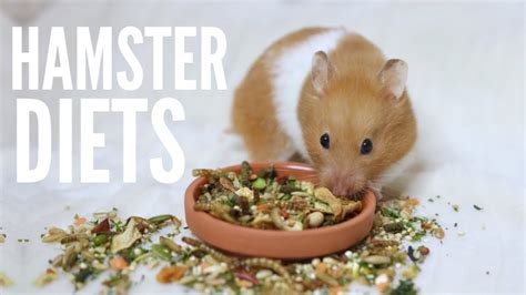 What To Feed Your Hamster Hamster Diets Youtube