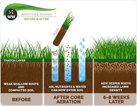 Aeration And Overseed Acculawn Turf Health
