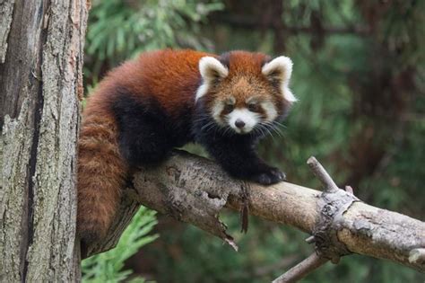 Red Panda Twins Debut At Prospect Park Zoo Zooborns