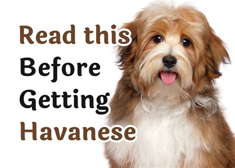 Consider These 25 Questions Before Getting A Havanese Dog