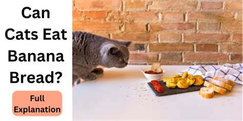Can Cats Eat Banana Bread Best Explanation