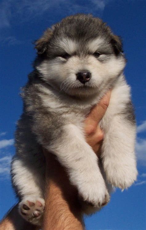 You can get a better idea of what size to expect in your alaskan malamute mix puppy by asking the breeder about the other parent breed and also meeting the mother dog. Mythic Alaskan Malamutes, Colorado breeder of exceptional quality Alaskan Malamute puppies