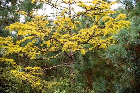 How To Grow And Care For Golden Larch Tree
