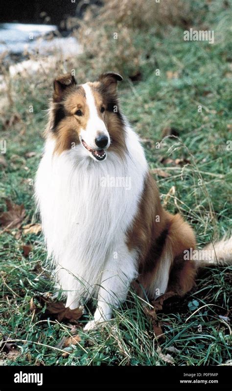 Lassie Dog Film Hi Res Stock Photography And Images Alamy