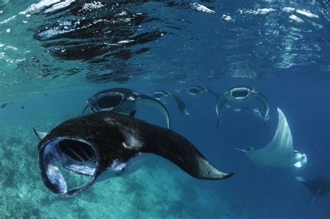 Maldives This All Female Team Is Working To Protect Manta Rays Cnn