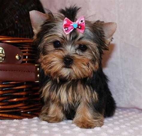 Teacup puppies for adoption toy puppies for sale teacup maltese puppies for sale. Gold and White Yorkies | Potty Trained Teacup Yorkie ...