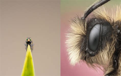 20 Macro Photography Ideas That Will Make You Inspire